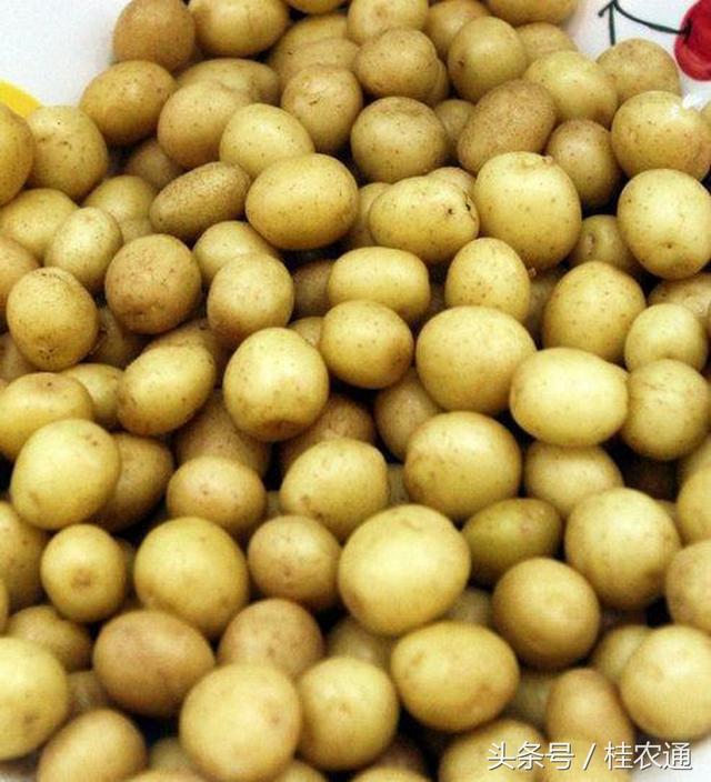 馬鈴薯產(chǎn)地,馬鈴薯產(chǎn)地在哪里