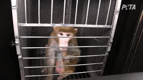 马斯克公司回应残忍虐猴，动物实验什么时候是个头？