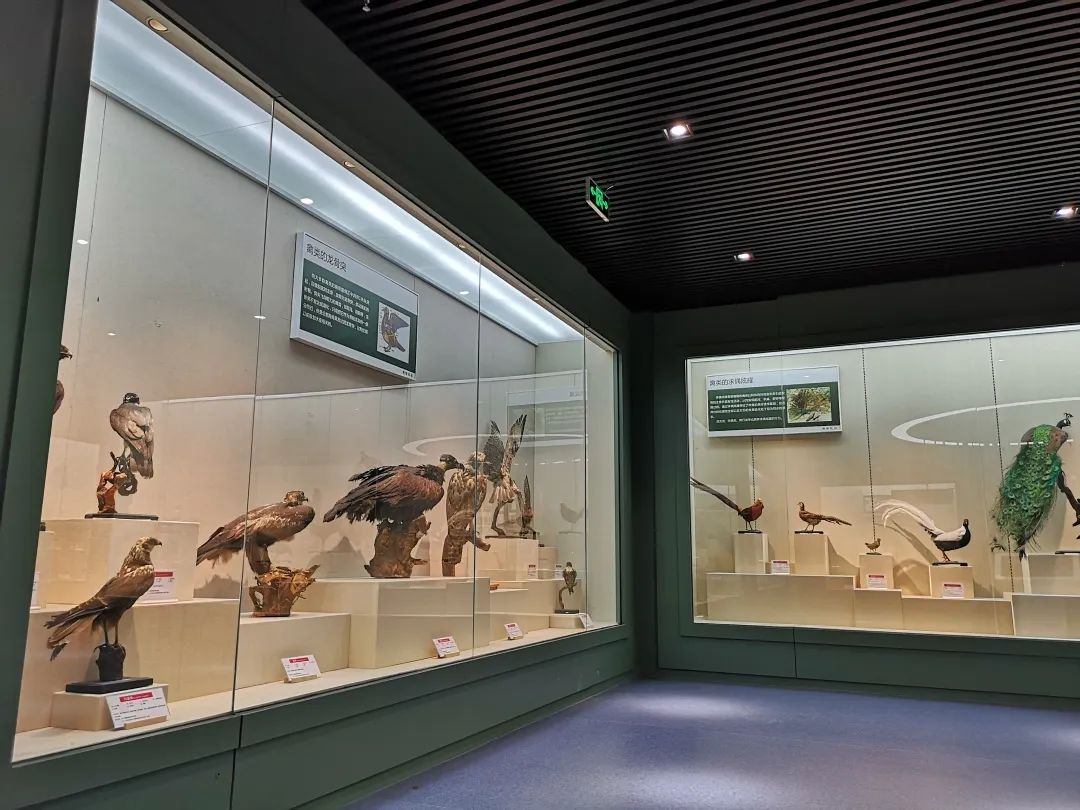 为什么可以报考河北师范大学？