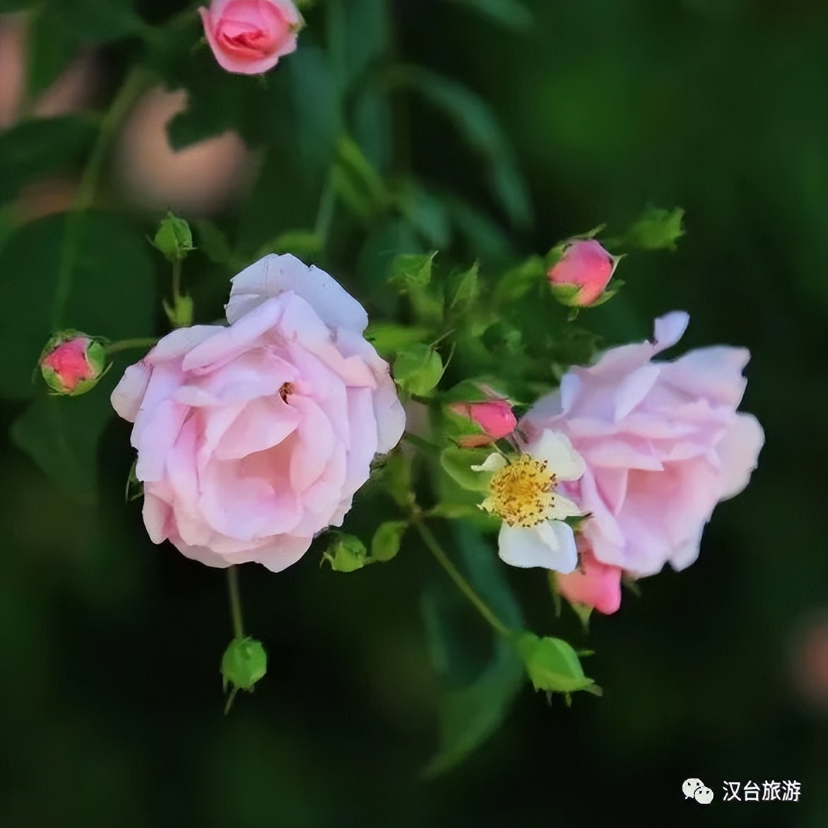 這是什么神仙地方?。繚h中這個(gè)寶藏地出圈又出片！