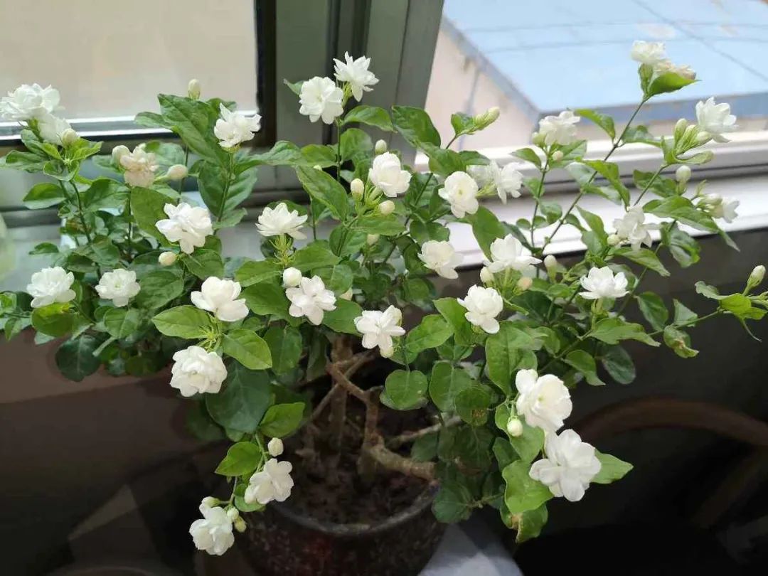 好看的花草有哪些（推荐7种越晒越泼辣的漂亮花）