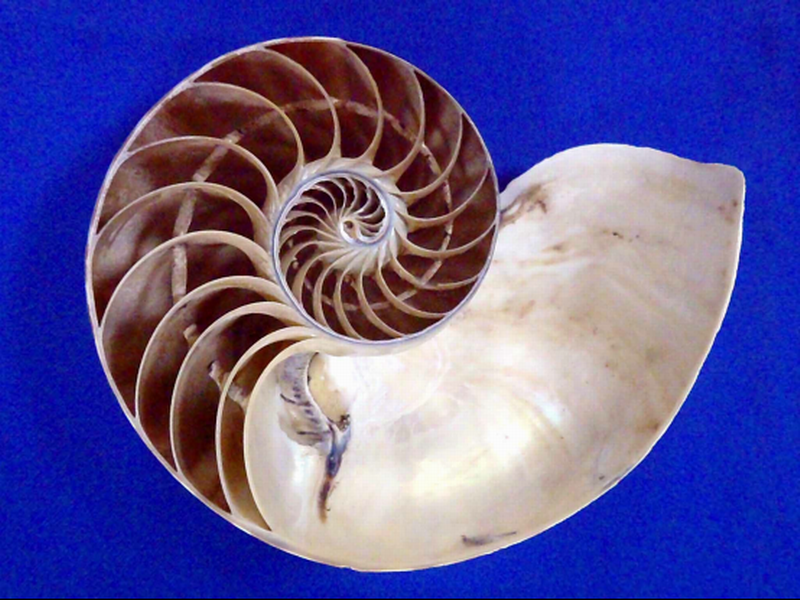 濒危物种“鹦鹉螺”，为何被称为开启核潜艇的钥匙？真相揭晓