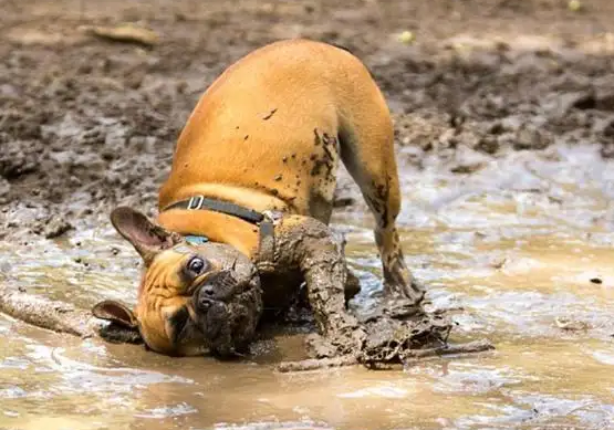 这12个“狗狗冷知识”，养狗多年的人，也不一定懂