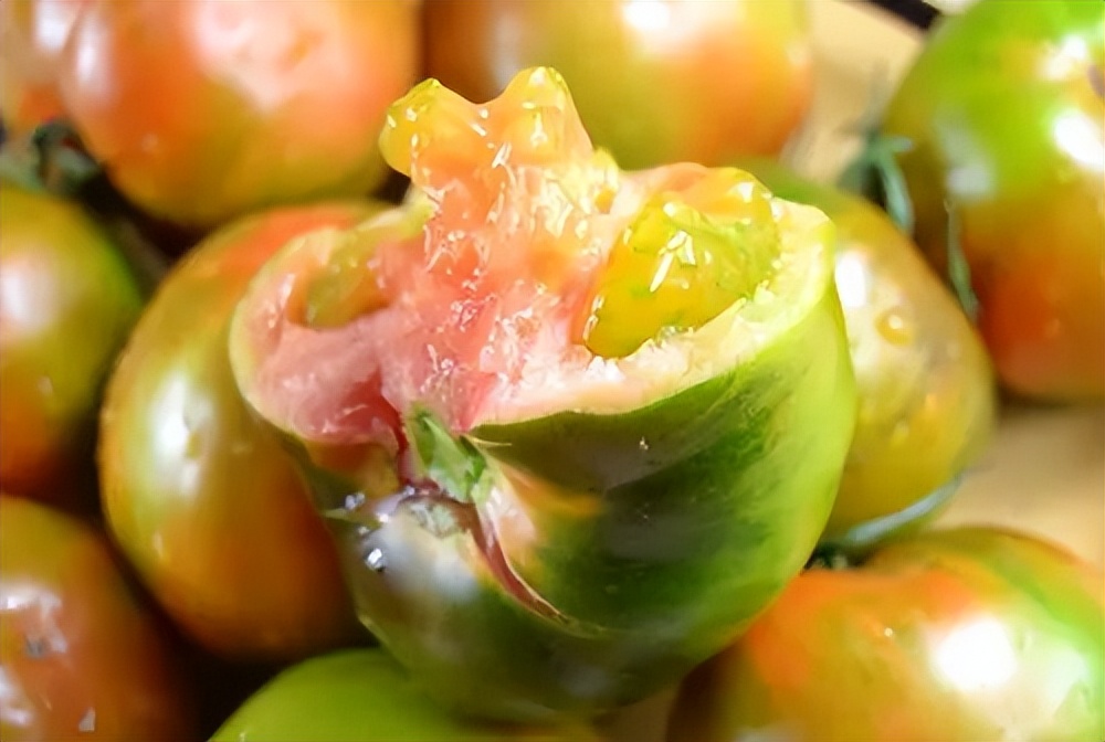 铁皮柿子走红,一斤卖到10元以上,农民可借鉴盈利逻辑别跟风种植