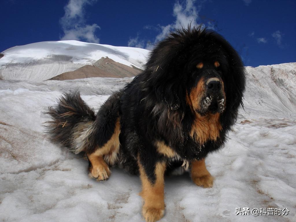 世界上兇猛的十種狗，日本土佐犬上榜，藏獒排名第二