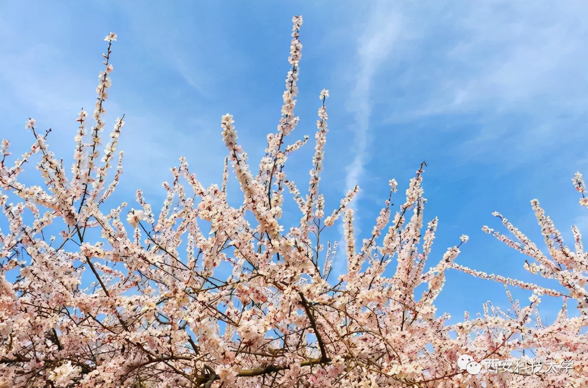 地铁双线直达，毗邻5A景区！陕西这所高颜值大学，“校花”云集