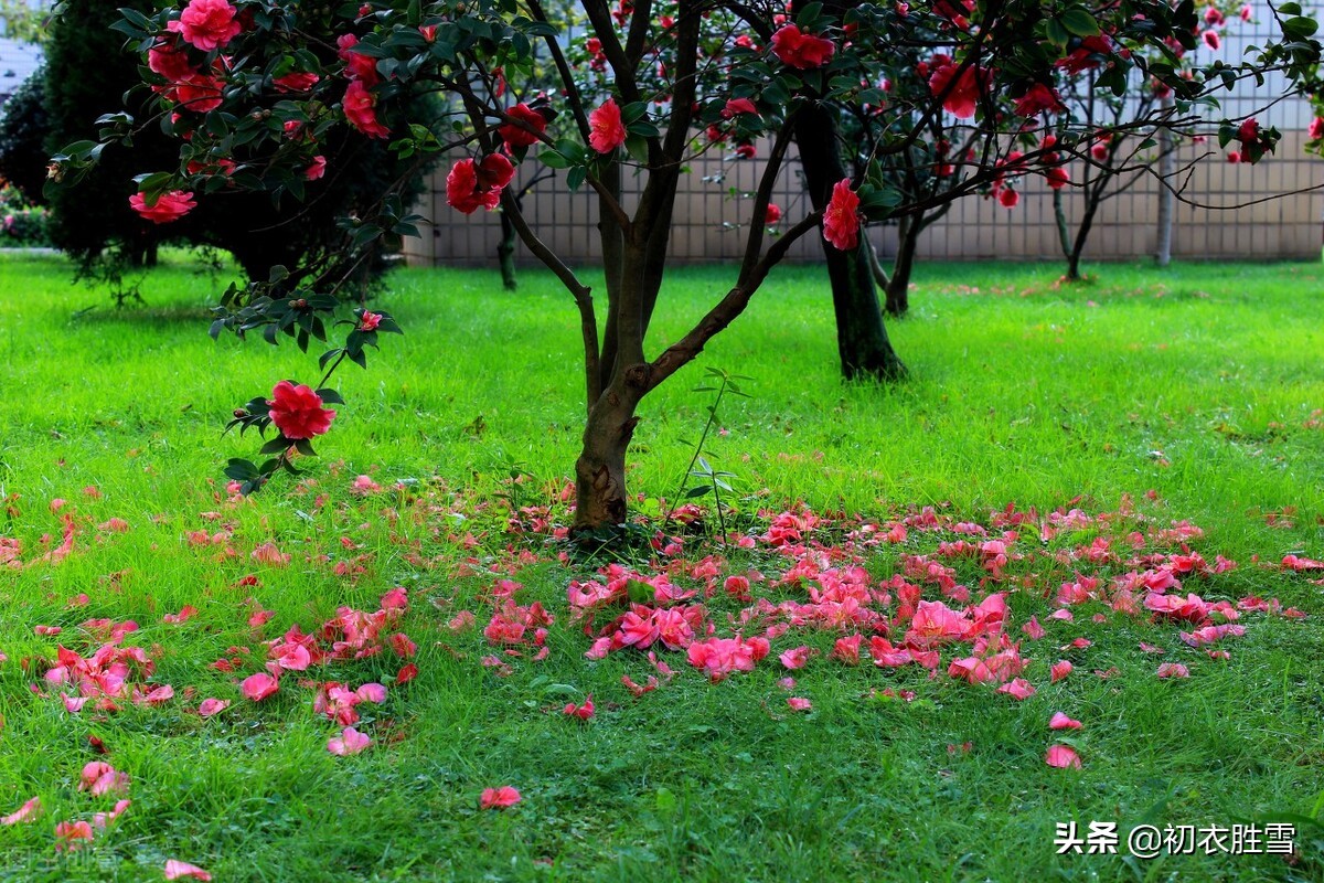 暮春三月明丽绝句五首：春风三月正花好，满架蔷薇带露鲜