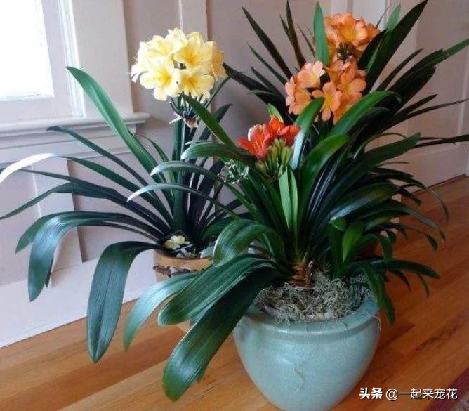 君子蘭夾箭不開花 教你2個處理方法 簡單實用順利開花 天天看點