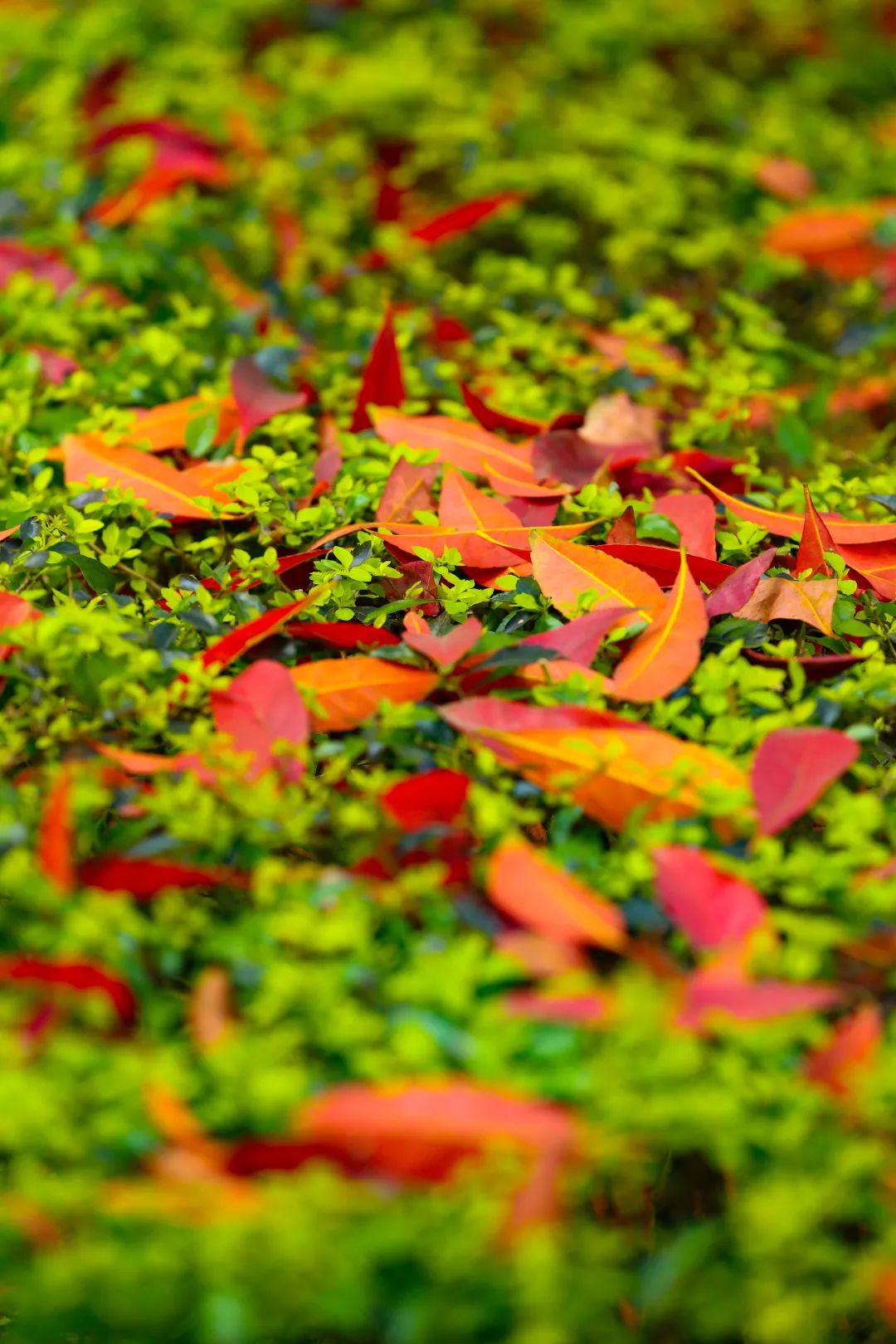 重大的春天，就是不一样