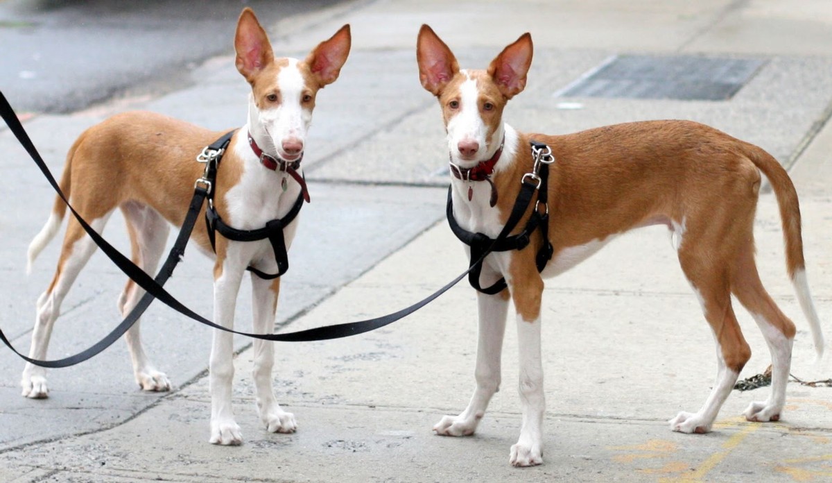 5,伊比赞猎犬