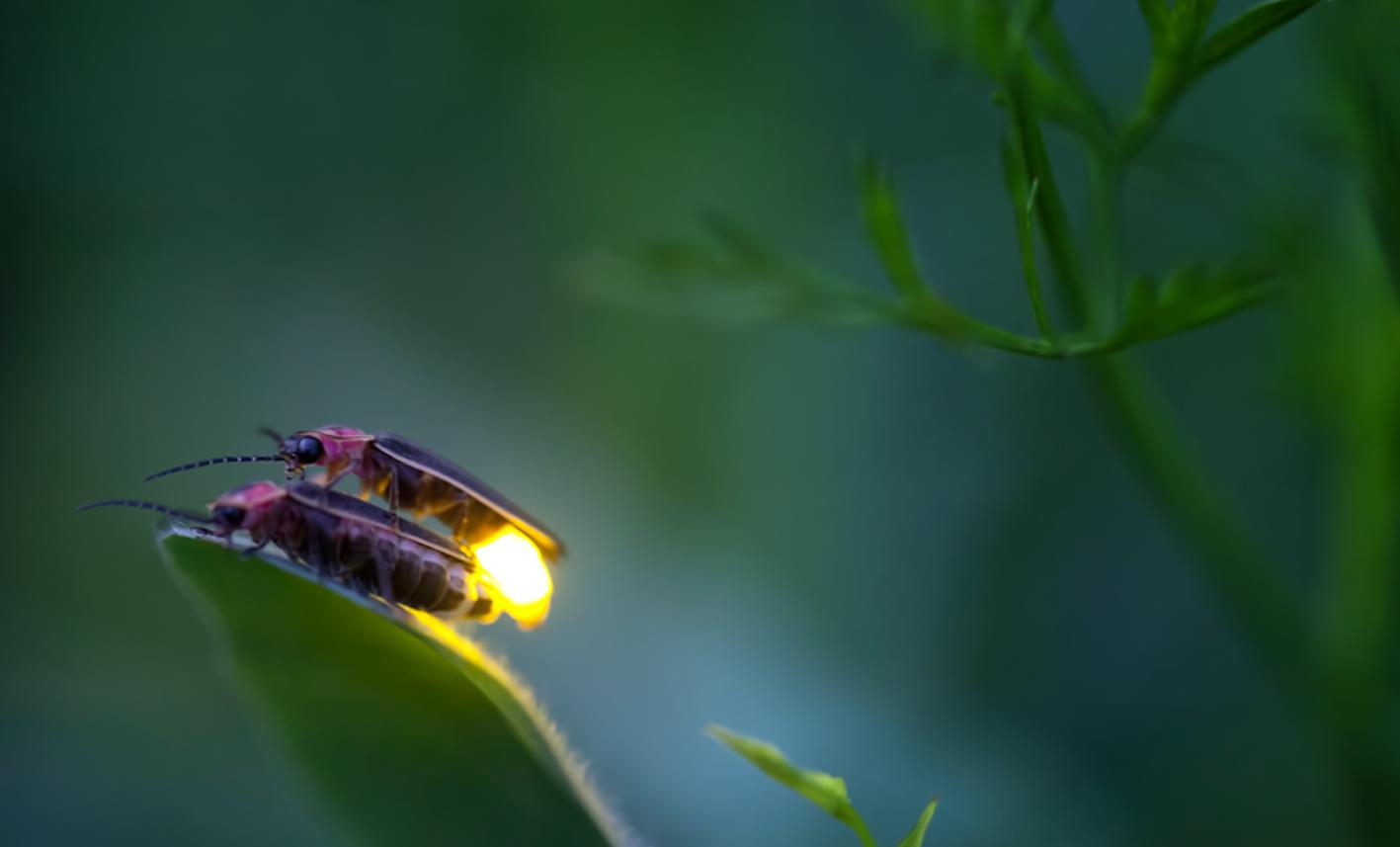 萤火虫为什么会发光（萤火虫发光是什么原理）-第13张图片