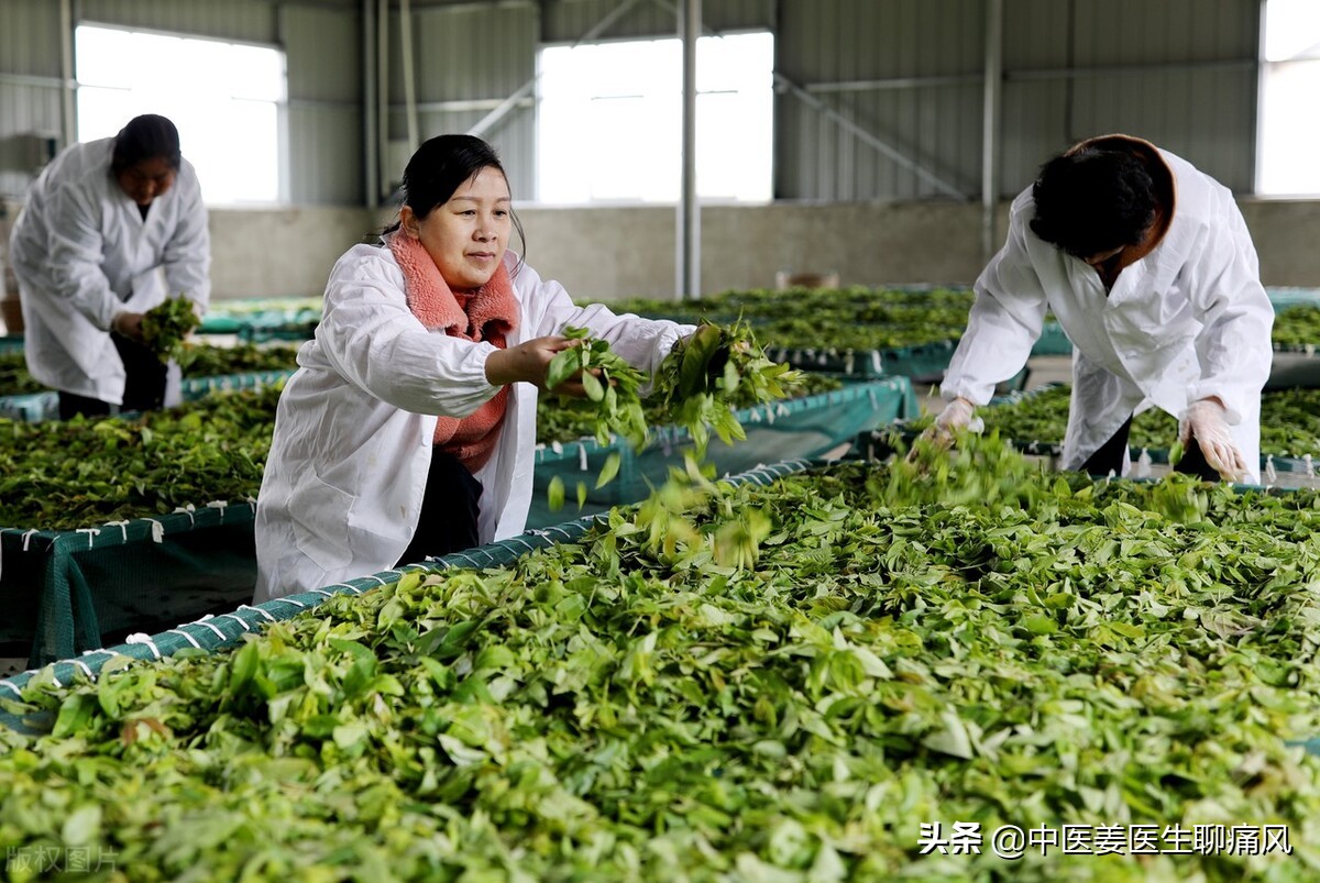 可降糖降脂的青钱柳泡茶喝，与秋水仙碱预防痛风发作，谁疗效好？