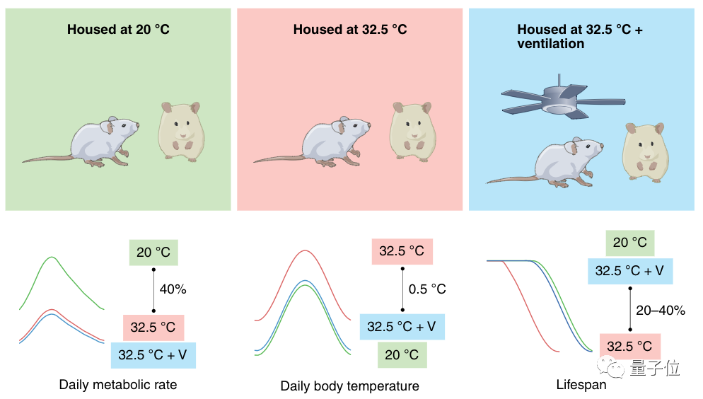 体温高会折寿？温州大学学者发现体温比代谢率更会影响寿命