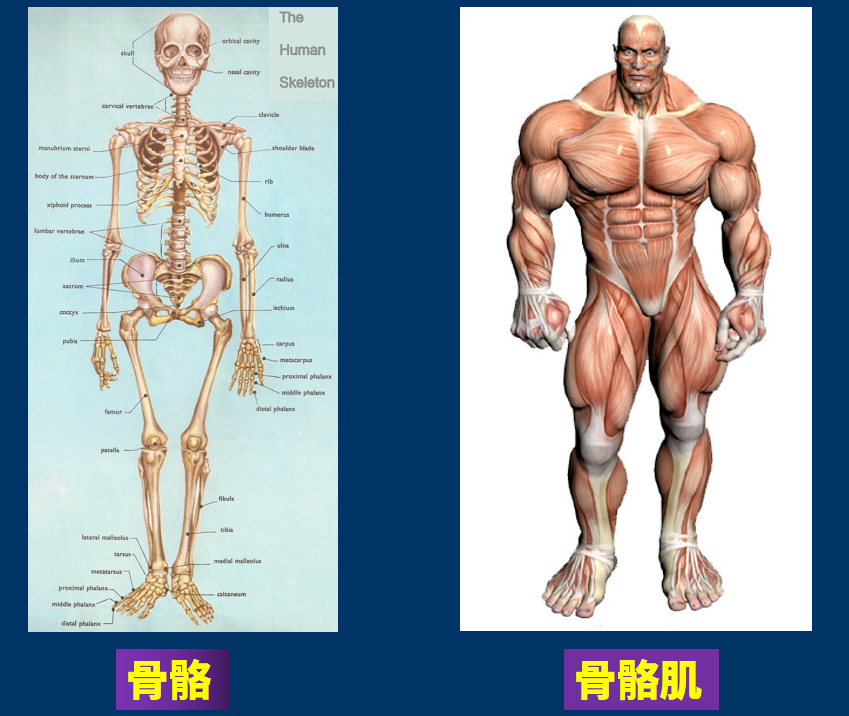 外部的運動系統,由骨,骨連結和骨骼肌三部分組成,佔整個人體體重的約2