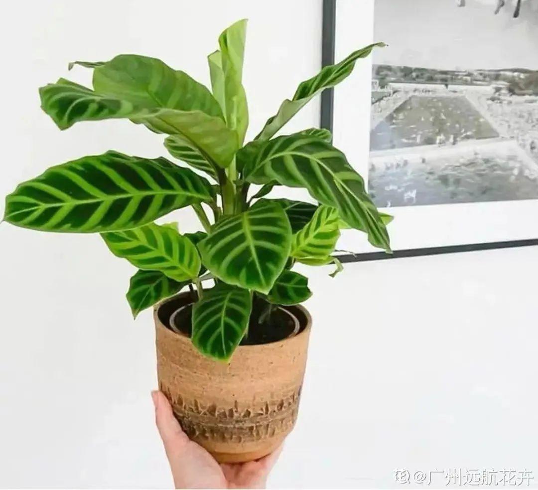 卧室适合放什么花（卧室养这4种花养人养身心）