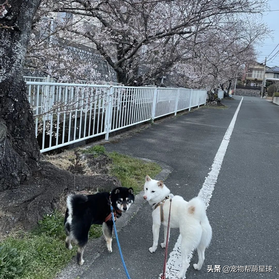 两只固执柴犬散步到岔路口，相互较劲让绳子变Y字型，笑喷网友