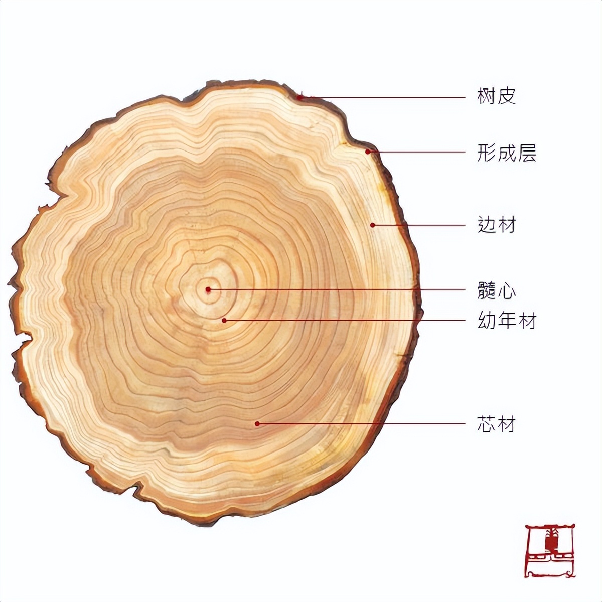 树木形成层的清晰图片图片