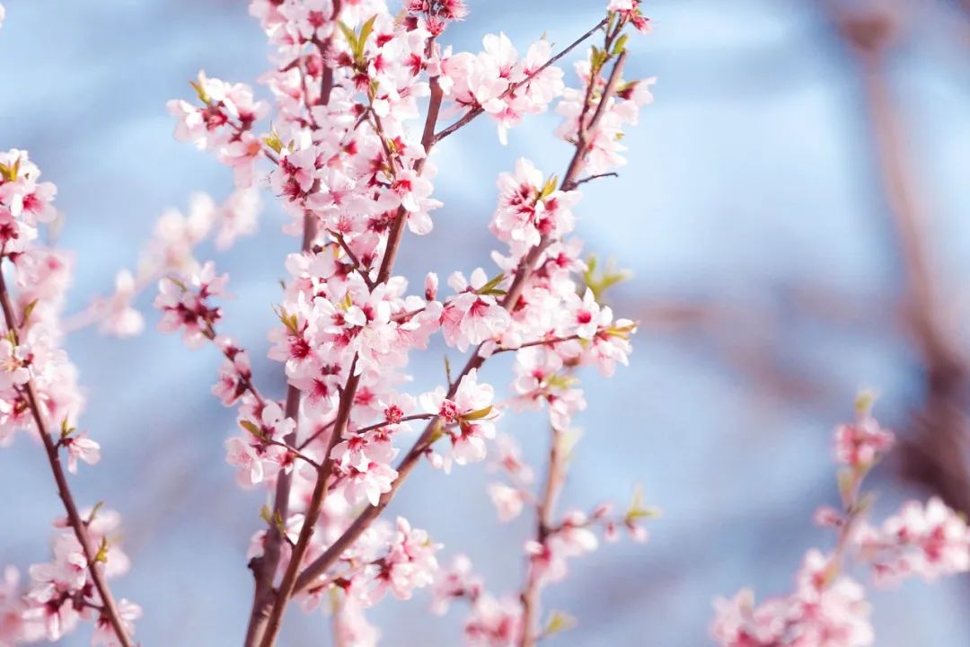 50句赏花诗词，温柔又浪漫，最适合春天品读