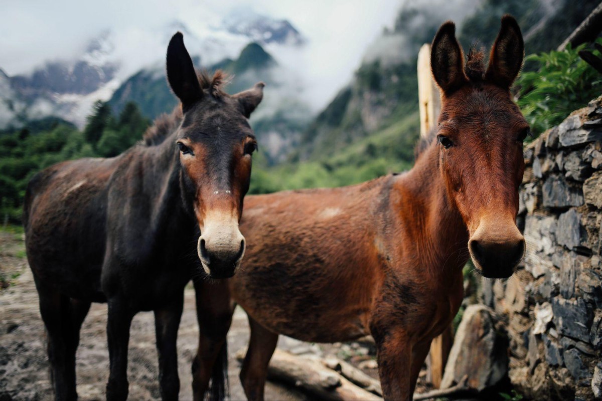 不同肤色的人种可以生育混血儿，为何黄牛和水牛却不能杂交生育？