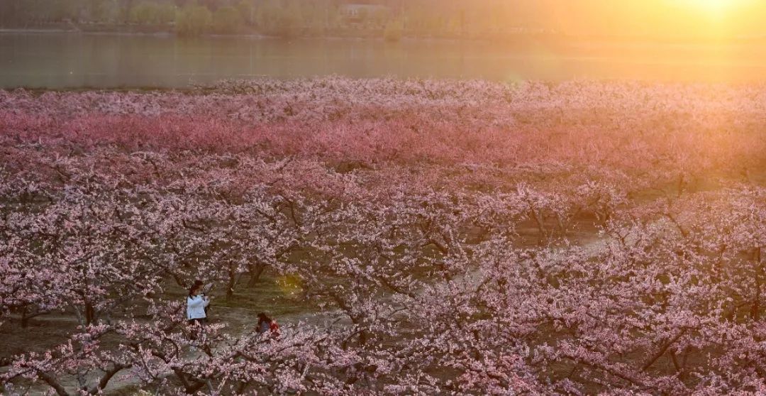 花开河东春来早｜花满闻喜，如画新绛！去看百花盛开的诗和远方！