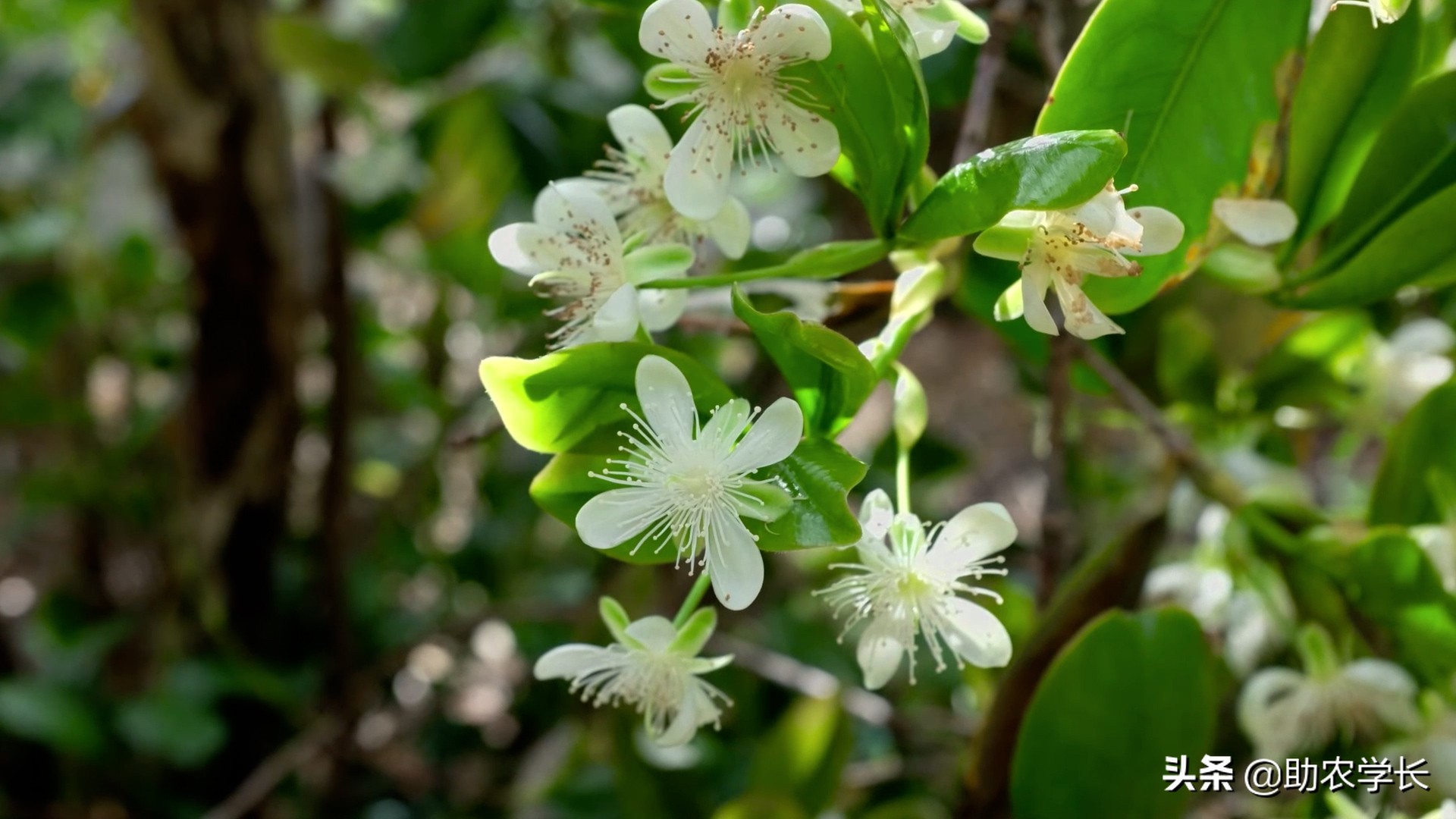 巴西樱桃到底是不是樱桃,种植农户被坑了吗?