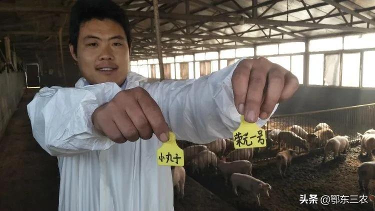 湖北“云养猪”是一个什么样的养猪模式？