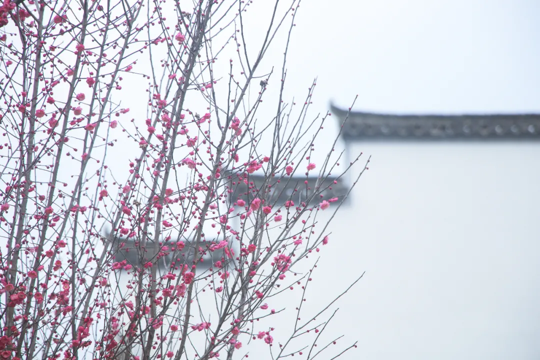 来看花海！这是属于昱城的春日浪漫