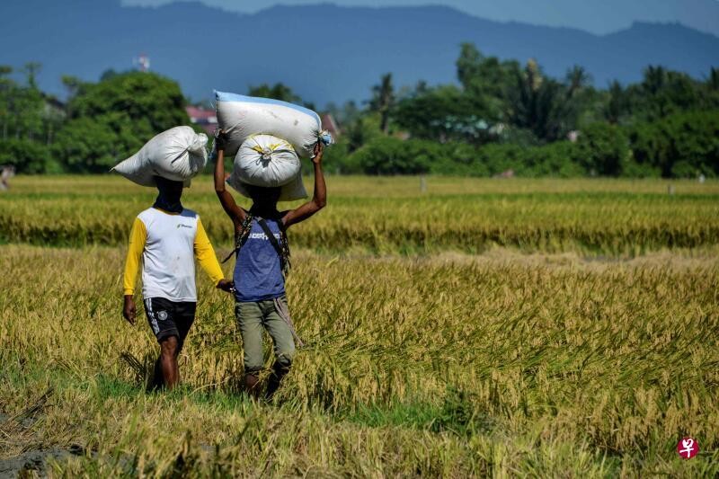 佐科要求大力提高粮食产量：已有多个国家向印尼提出购买大米的请求