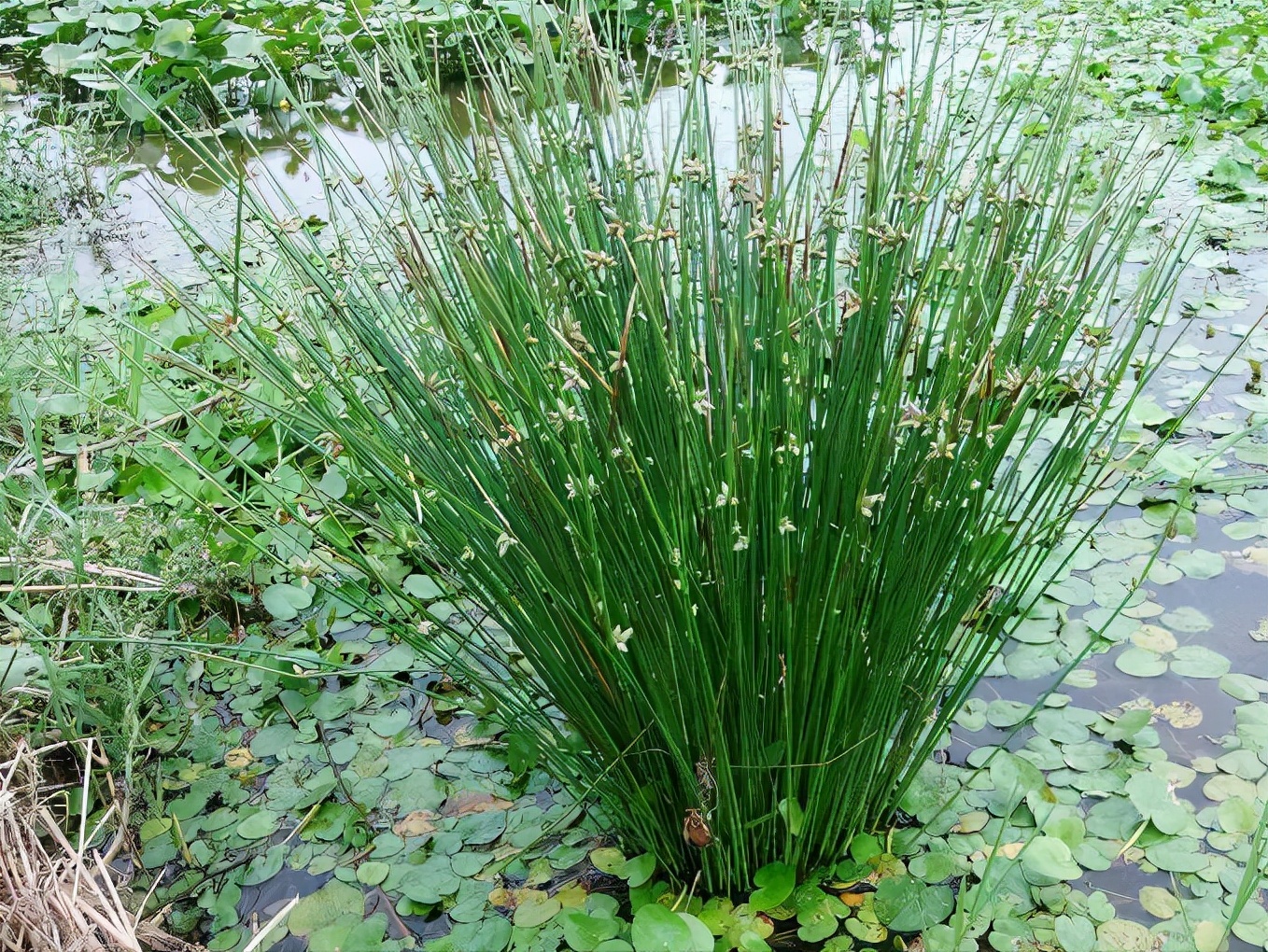 红菱角的功效与作用-我的快乐小窝