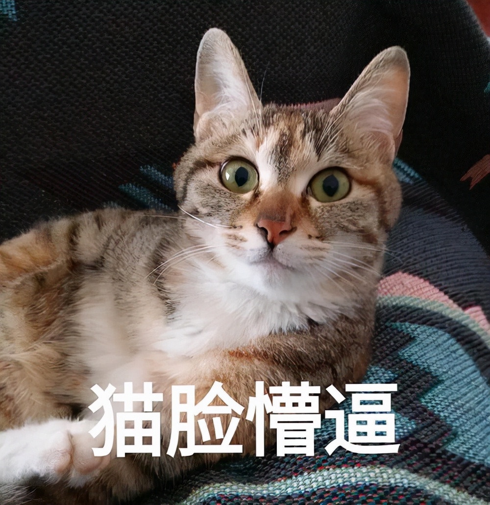 网友票选十大“笨萌”猫咪排行榜：呆萌搞笑行为引热议