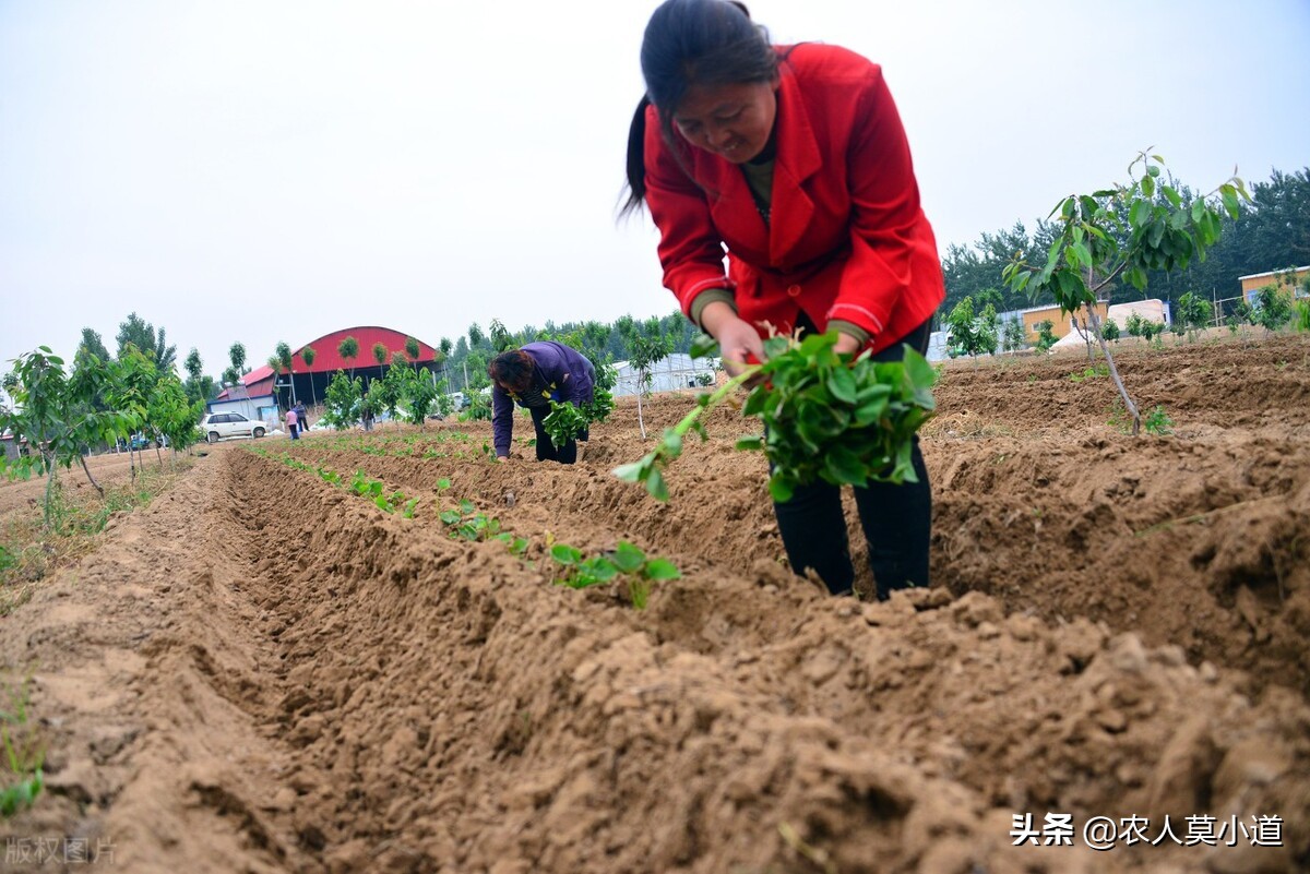 如果土地流转出去每亩一年800元，你会选择自己种植还是流转