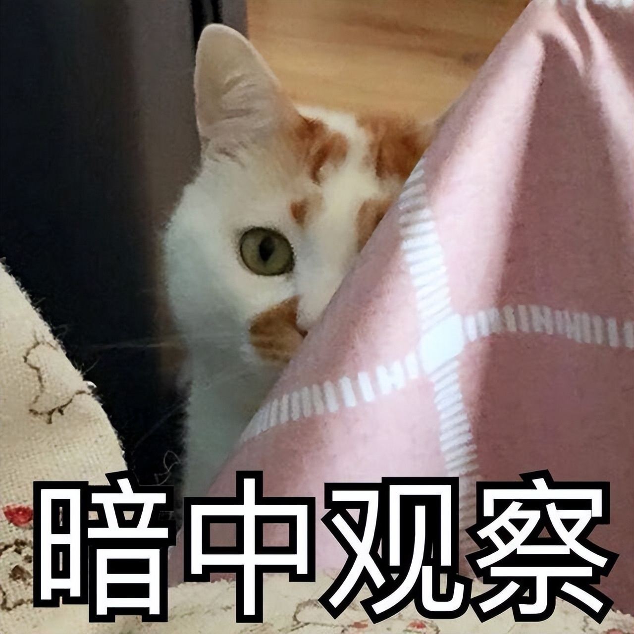 猫咪向你“露肚皮”，不只是喜欢你，还隐藏了这些含义