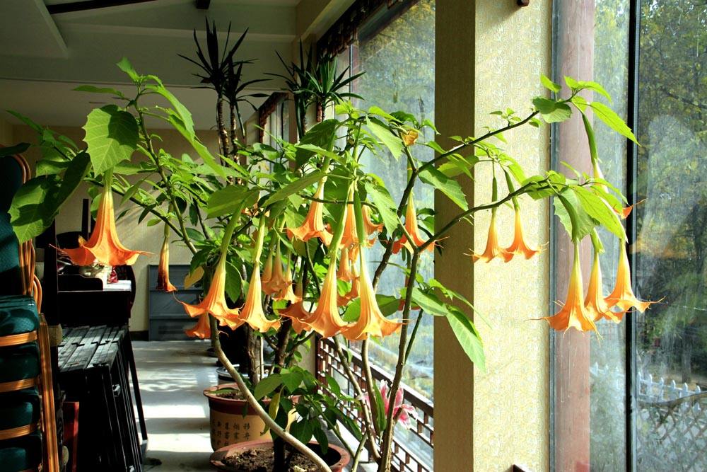 常见的"7种大毒花",家里经常养,建议多了解,避免受伤害