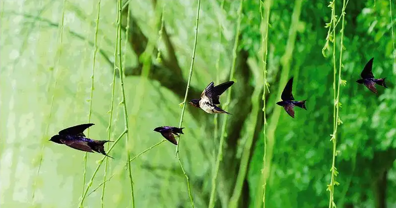 「诗词鉴赏」燕子衔来春风暖，十二首燕子的诗词，最是一年春好时