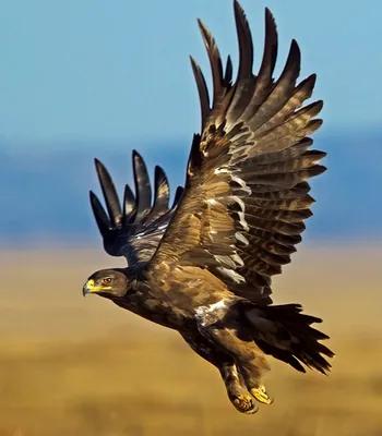 向往鹰的精神——自由飞翔的梦