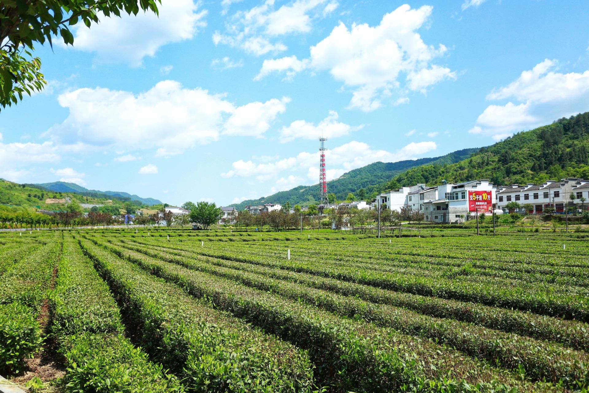 陕西网上茶博会聚焦茶产业链平利实践融出新链条 振兴“一盘棋”