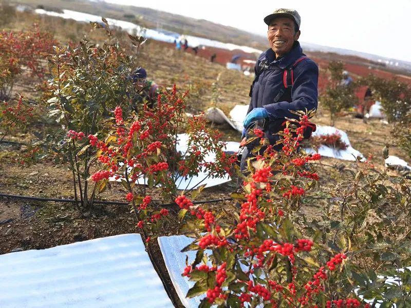 年宵花中的“爱马仕”，红果子挂满枝，红红火火大吉大利