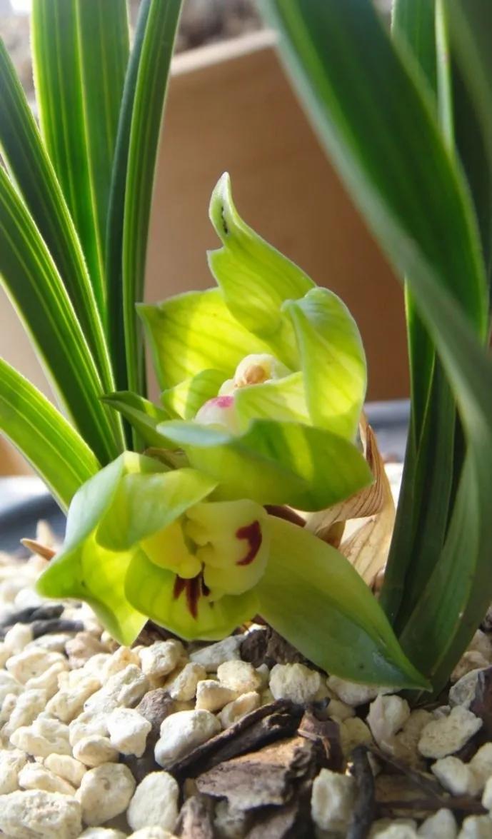 春剑兰花,花开绿色,晶莹剔透,宛如翡翠