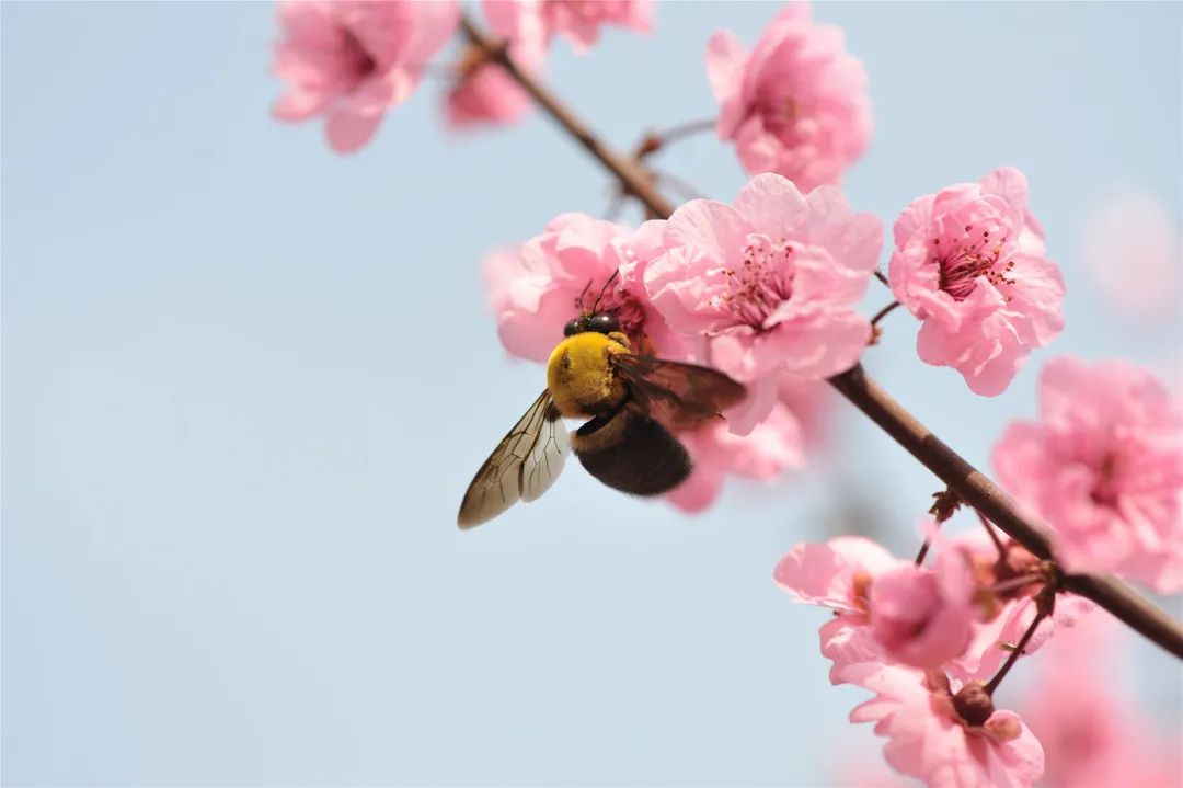 北陂杏花王安石一陂春水繞花身,花影妖嬈各佔春.