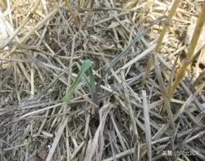 二点委夜蛾研究再创新 生态调控措施普及推广