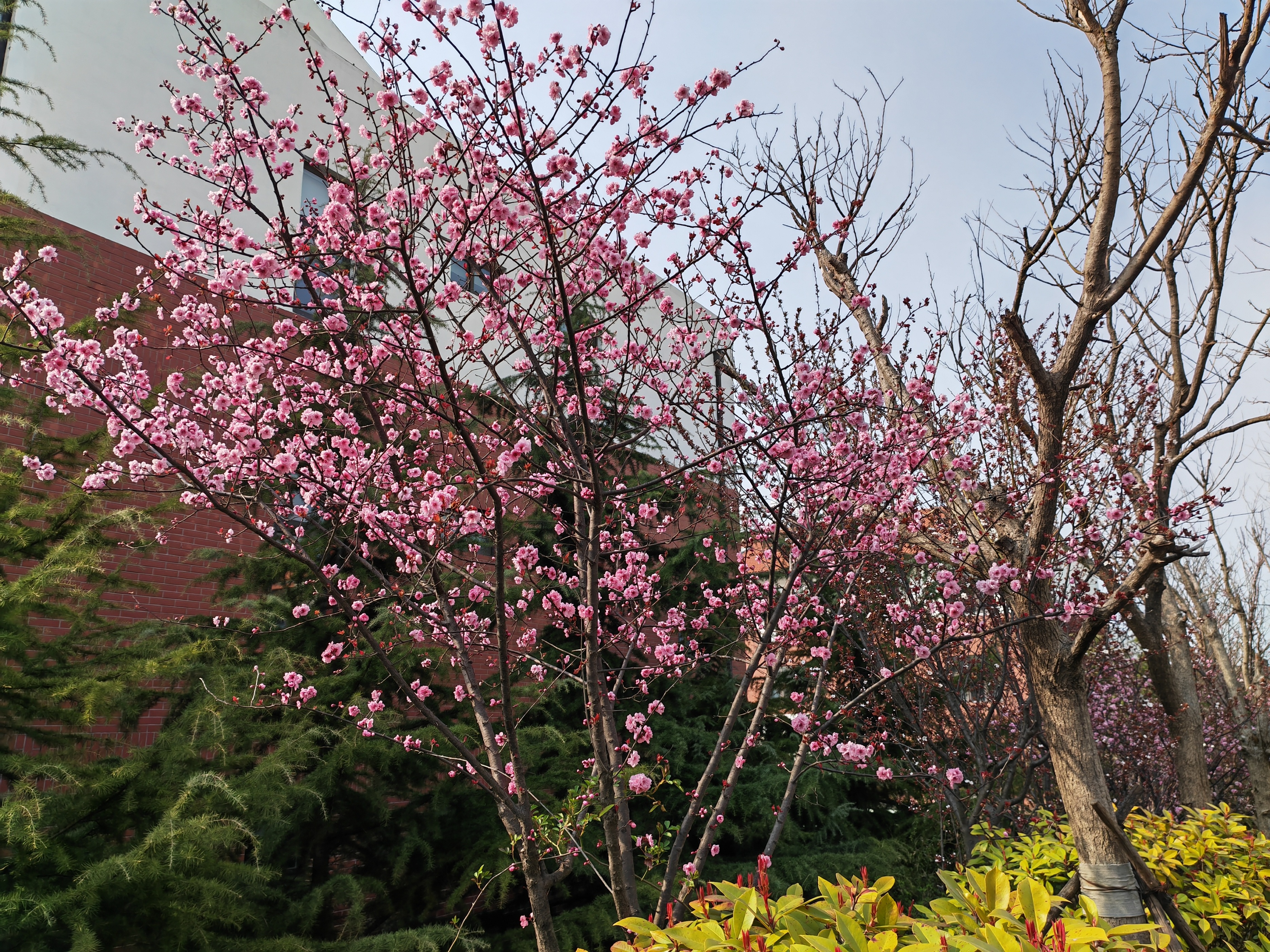 桃杏争春，桃花映爱情，唯美如诗，邂逅一场春日的浪漫。