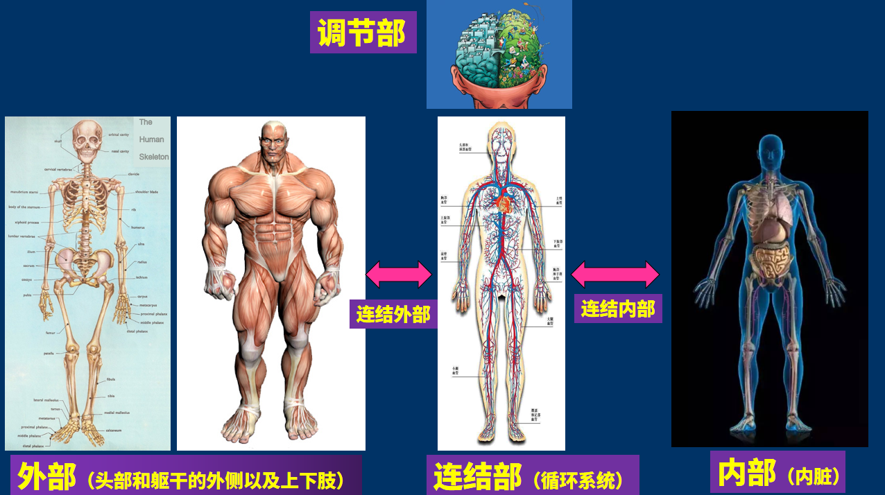 人體的構成要素有哪些身體的構成要素