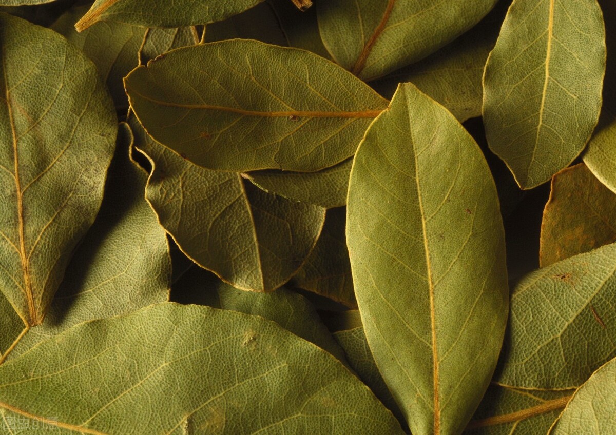 香叶图片(香叶怎么种植) - 赤虎壹号
