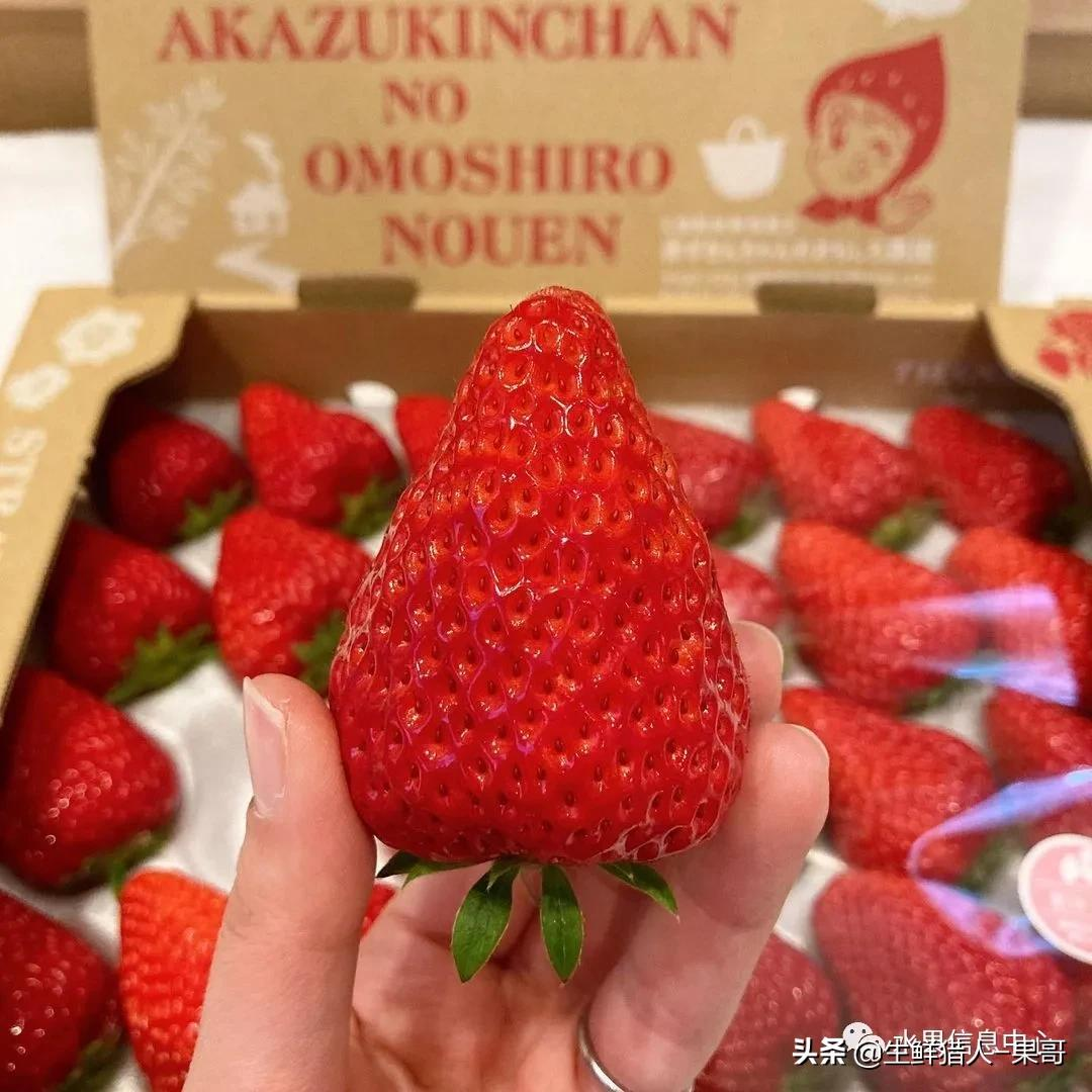 越秀草莓图片（中国草莓主要产地分布及品种介绍）