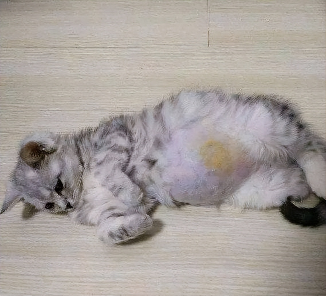 猫咪出现这些"症状",那就要小心了,它可能有"猫传腹"-猫咪知识百科