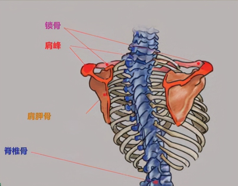 头颈肩关系如何画好？板绘头颈肩关系画法