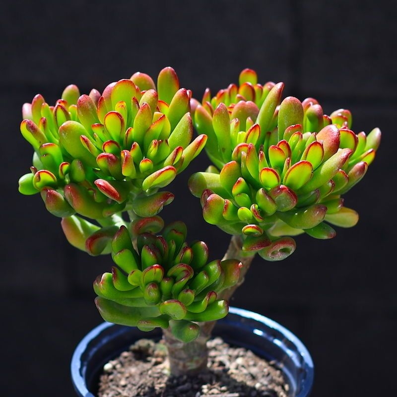 吸财树有个"小开关",打开它,蹭蹭冒新芽,自带盆景范