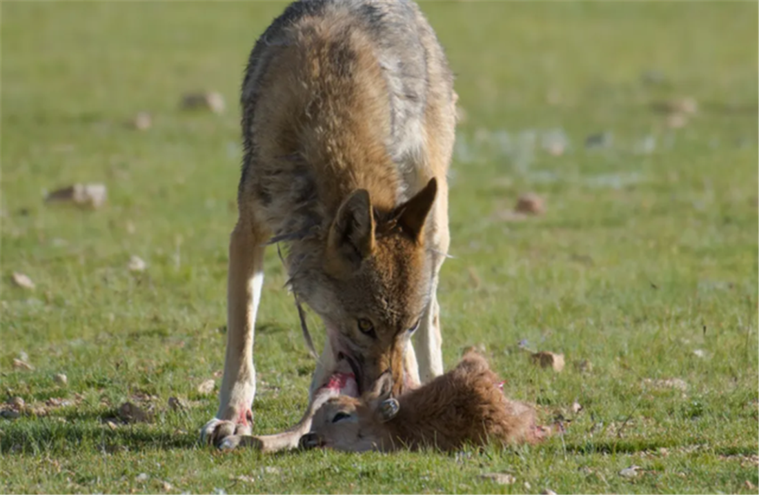 新疆天山狼群下山,咬住头羊尾巴将一群羊赶走,还追着马群跳山崖