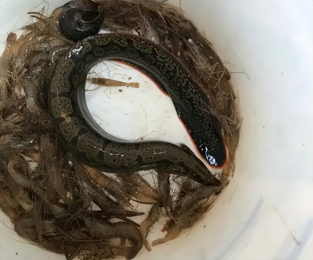 在过去,农民对待泥鳅和刀鳅这两种鱼的态度也明显不同,像泥鳅被称之为