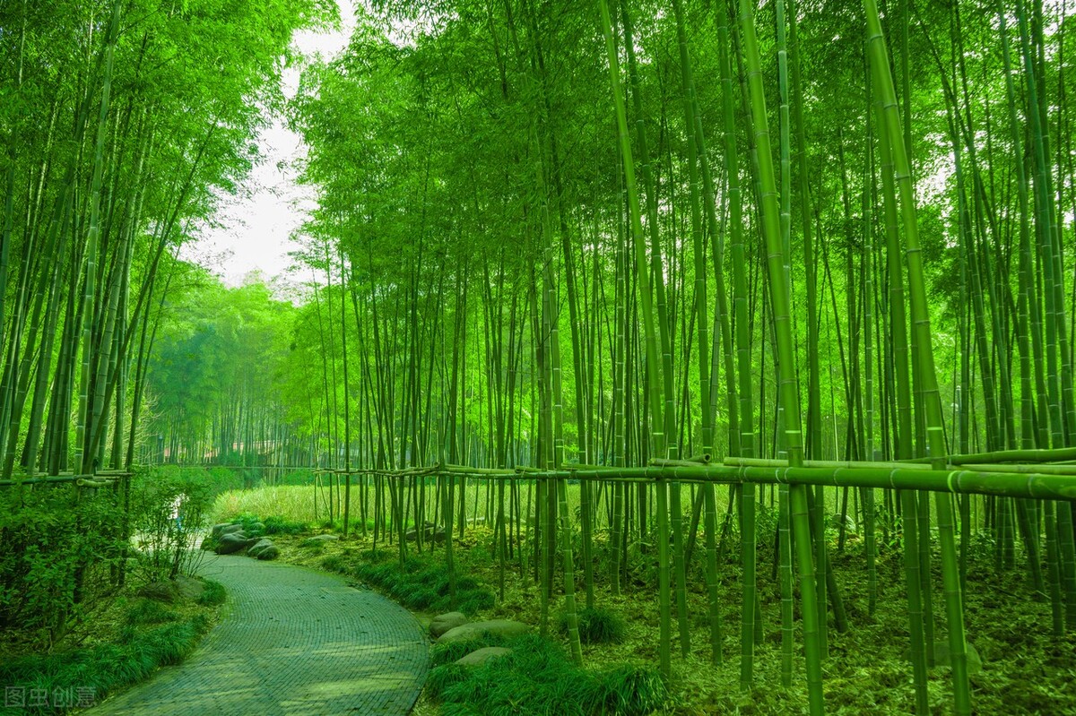 灌木和乔木区别，三种差异，竹子不是树？
